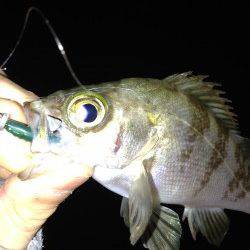 江井ヶ島　メバリングでメバル10匹　大型狙いも小型が中心