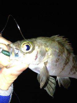 江井ヶ島　メバリングでメバル10匹　大型狙いも小型が中心