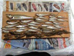 須磨　投げ釣りでキス〜21cmを50匹　他テンコチ・ハゼも