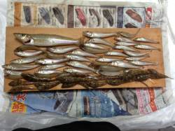 須磨　投げ釣りでキス〜21cmを50匹　他…