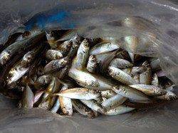 マリーナシティでサビキ釣り　アジ500匹の大漁ですb