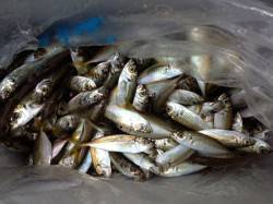 マリーナシティでサビキ釣り　アジ500匹の…