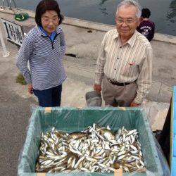 マリーナシティ、サビキ釣りでアジ1300尾の釣果☆