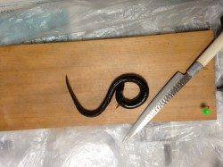 武庫川河口、ぶっこみ釣りでウナギの釣果