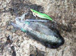 深日　夕まづめに粘りのエギングでアオリイカ300g