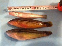 揖保川河口　ウキ釣りでベラ・投げ釣りでキスなど　穴釣りでガシラの釣果も☆