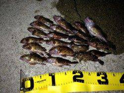 神戸港4,5,6,8防　ウキ釣り・ちょい投げの夜釣りでガシラ20匹☆