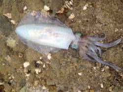 田辺沖磯、イカのウキ釣りで初めてのキロアッ…