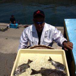 マリーナシティ海釣り公園、突堤部で紀州釣り、チヌの釣果
