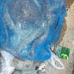 兵庫突堤、エギングやサビキでの釣行レポート