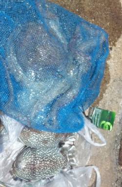 兵庫突堤、エギングやサビキでの釣行レポート…