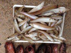 間人　投げ釣りでマダイ狙い　結果ガシラとキスの好釣果！