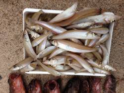 間人　投げ釣りでマダイ狙い　結果ガシラとキ…