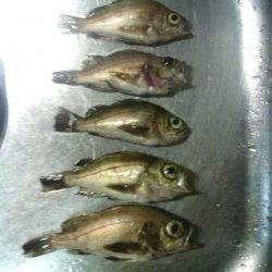 淡輪でメバリング、外道でチヌが釣れました。