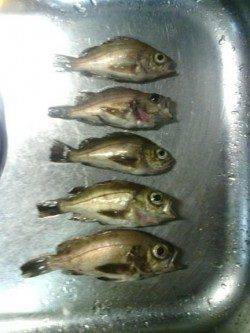 淡輪でメバリング、外道でチヌが釣れました。