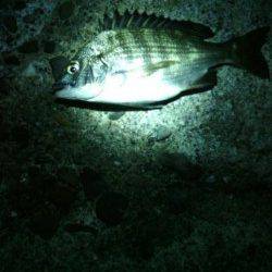 淡輪でメバリング、外道でチヌが釣れました。