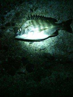 淡輪でメバリング、外道でチヌが釣れました。