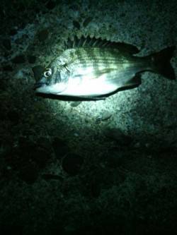 淡輪でメバリング、外道でチヌが釣れました。…