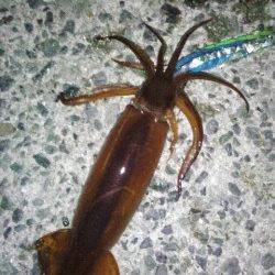 アジュール舞子～西舞子でのスルメイカ・ガシラの釣果