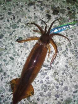 アジュール舞子～西舞子でのスルメイカ・ガシ…