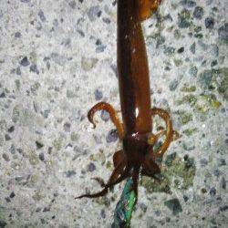 舞子でスルメイカのテーラー引き釣り、良型を9杯GET！