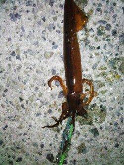 舞子でスルメイカのテーラー引き釣り、良型を9杯GET！