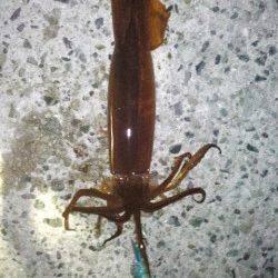 舞子でスルメイカのテーラー引き釣り、良型を9杯GET！