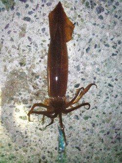 舞子でスルメイカのテーラー引き釣り、良型を9杯GET！