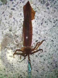 舞子でスルメイカのテーラー引き釣り、良型を…