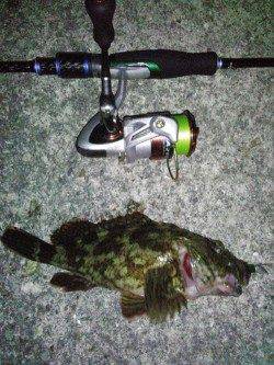 明石港　メバリングで久しぶりのガシラ♪