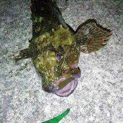 明石港　メバリングで久しぶりのガシラ♪