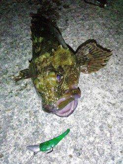 明石港　メバリングで久しぶりのガシラ♪