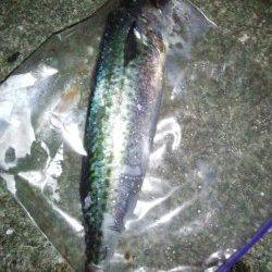 大蔵海岸、ゴンブトサイズのゴマサバをゲット