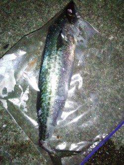 大蔵海岸、ゴンブトサイズのゴマサバをゲット