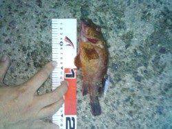 アジュール舞子～西舞子でのスルメイカ・ガシラの釣果