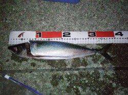 大蔵海岸、ゴンブトサイズのゴマサバをゲット