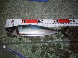 大蔵海岸、ゴンブトサイズのゴマサバをゲット…