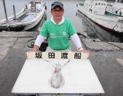 エギングでアオリイカきてます　黒島の磯