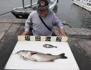 黒島の筏のウキ釣り情報　スズキとアオリ☆