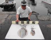 2キロ前後の良型アオリイカ♪　黒島の磯