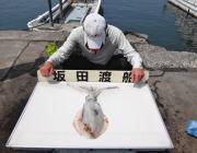 黒島の磯　エギングで1.5キロ♪