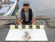 黒島の磯　アオリイカの釣果