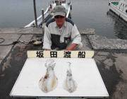 黒島の磯　11日ヤエンでのアオリイカ釣果