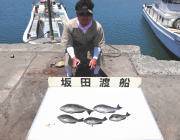 黒島の磯グレ　上向き調子です♪