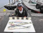 ルアーでシイラ好調！　黒島の磯