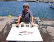 黒島・湾内の筏でマダイ・チャリコの釣果