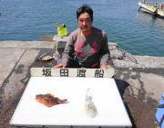 エギングでアオリイカ♪　黒島の磯