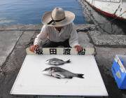 湾内の筏でのチヌ釣り