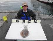 2キロUPのアオリイカ☆黒島の磯