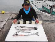 ヒラスズキ&サゴシ　黒島の磯でのル…